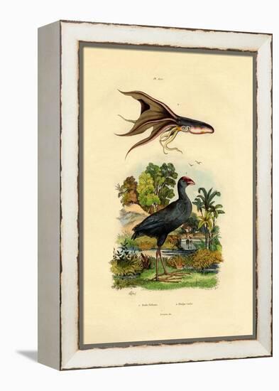 Purple Swamphen, 1833-39-null-Framed Premier Image Canvas