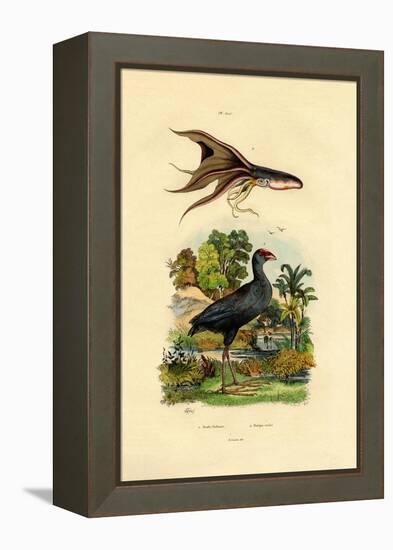 Purple Swamphen, 1833-39-null-Framed Premier Image Canvas