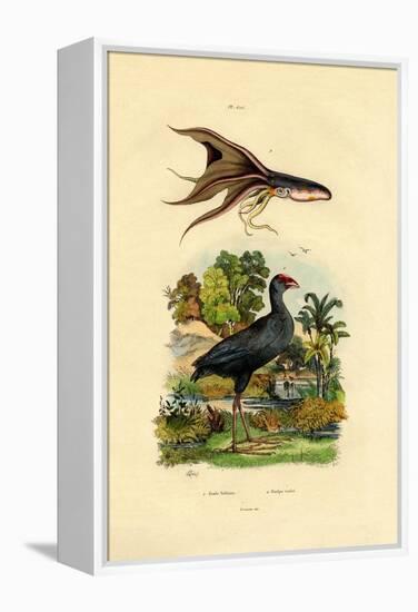 Purple Swamphen, 1833-39-null-Framed Premier Image Canvas