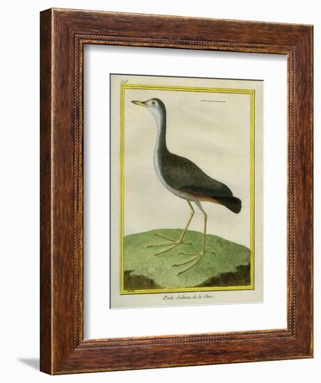 Purple Swamphen-Georges-Louis Buffon-Framed Giclee Print