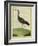 Purple Swamphen-Georges-Louis Buffon-Framed Giclee Print