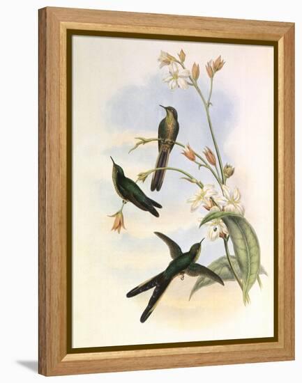 Purple-Tailed Comet, Sparganura Glyceria-John Gould-Framed Premier Image Canvas