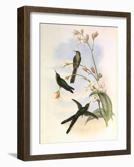 Purple-Tailed Comet, Sparganura Glyceria-John Gould-Framed Giclee Print