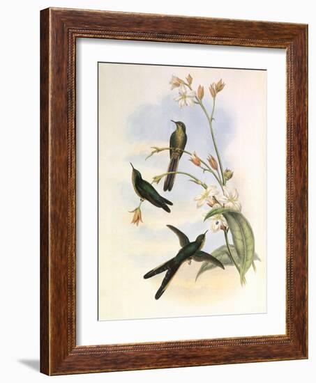 Purple-Tailed Comet, Sparganura Glyceria-John Gould-Framed Giclee Print