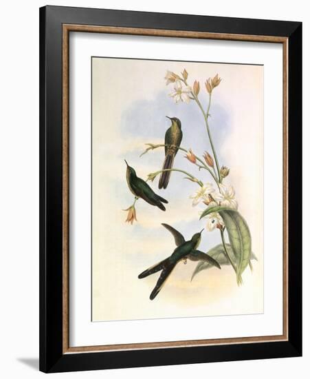 Purple-Tailed Comet, Sparganura Glyceria-John Gould-Framed Giclee Print