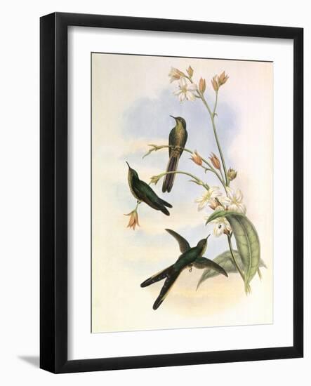 Purple-Tailed Comet, Sparganura Glyceria-John Gould-Framed Giclee Print