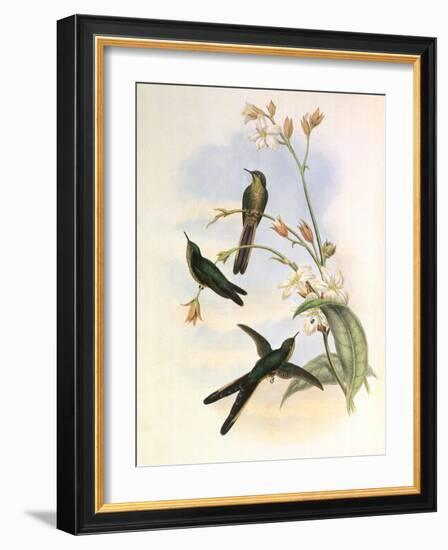 Purple-Tailed Comet, Sparganura Glyceria-John Gould-Framed Giclee Print