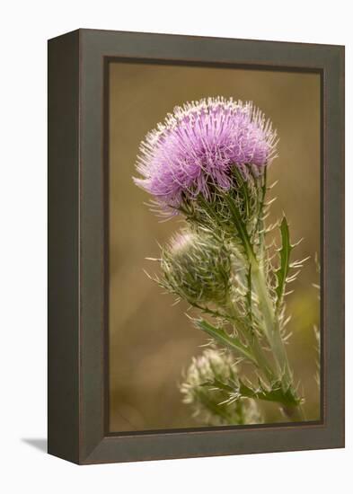 Purple Thistle Flower, Everglades National Park, Florida-Rob Sheppard-Framed Premier Image Canvas