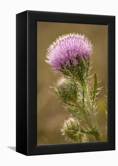 Purple Thistle Flower, Everglades National Park, Florida-Rob Sheppard-Framed Premier Image Canvas