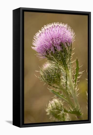 Purple Thistle Flower, Everglades National Park, Florida-Rob Sheppard-Framed Premier Image Canvas