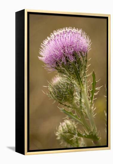 Purple Thistle Flower, Everglades National Park, Florida-Rob Sheppard-Framed Premier Image Canvas