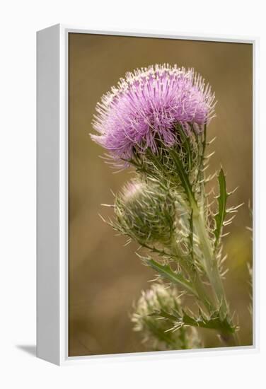 Purple Thistle Flower, Everglades National Park, Florida-Rob Sheppard-Framed Premier Image Canvas