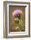 Purple Thistle Flower, Everglades National Park, Florida-Rob Sheppard-Framed Photographic Print