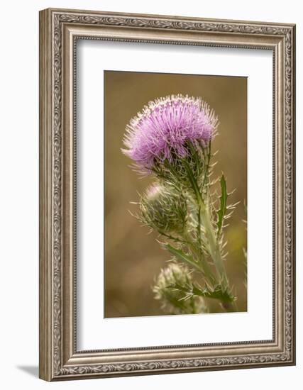 Purple Thistle Flower, Everglades National Park, Florida-Rob Sheppard-Framed Photographic Print