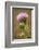 Purple Thistle Flower, Everglades National Park, Florida-Rob Sheppard-Framed Photographic Print