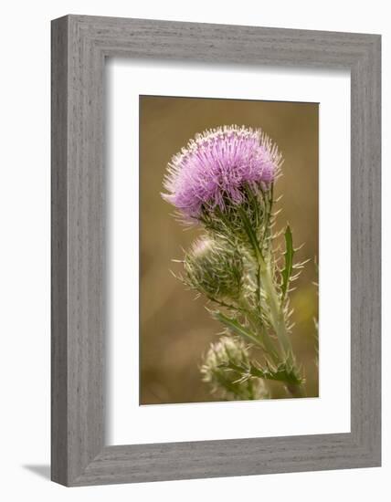 Purple Thistle Flower, Everglades National Park, Florida-Rob Sheppard-Framed Photographic Print