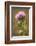 Purple Thistle Flower, Everglades National Park, Florida-Rob Sheppard-Framed Photographic Print