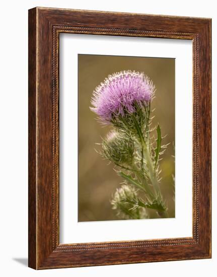 Purple Thistle Flower, Everglades National Park, Florida-Rob Sheppard-Framed Photographic Print