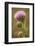 Purple Thistle Flower, Everglades National Park, Florida-Rob Sheppard-Framed Photographic Print