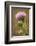 Purple Thistle Flower, Everglades National Park, Florida-Rob Sheppard-Framed Photographic Print