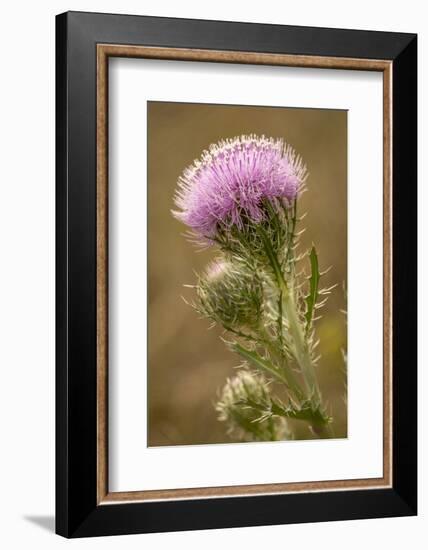 Purple Thistle Flower, Everglades National Park, Florida-Rob Sheppard-Framed Photographic Print