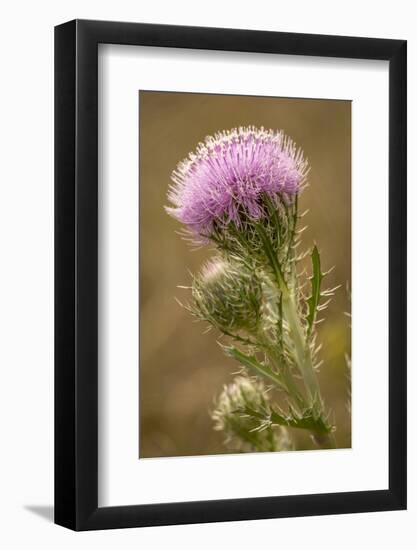 Purple Thistle Flower, Everglades National Park, Florida-Rob Sheppard-Framed Photographic Print