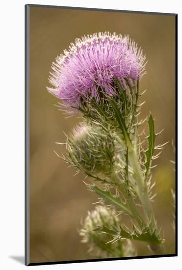 Purple Thistle Flower, Everglades National Park, Florida-Rob Sheppard-Mounted Photographic Print