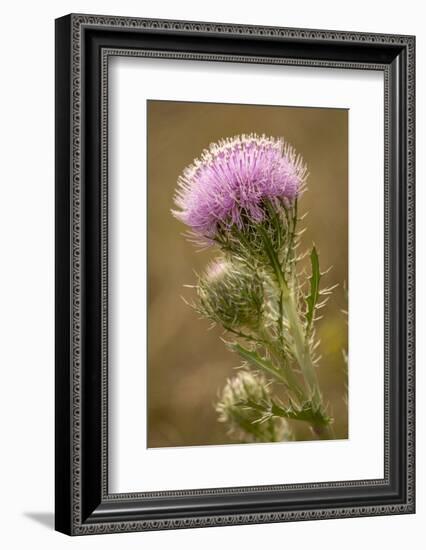 Purple Thistle Flower, Everglades National Park, Florida-Rob Sheppard-Framed Photographic Print