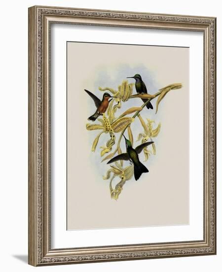 Purple-Throated Hummingbird, Oreopyra Calol?ma-John Gould-Framed Giclee Print