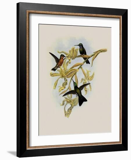 Purple-Throated Hummingbird, Oreopyra Calol?ma-John Gould-Framed Giclee Print