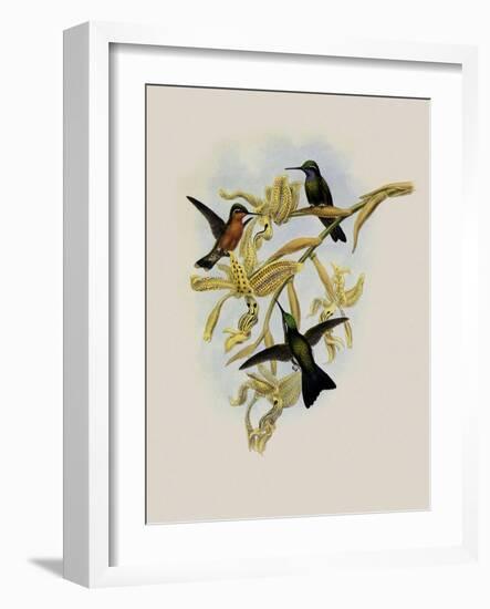 Purple-Throated Hummingbird, Oreopyra Calol?ma-John Gould-Framed Giclee Print