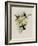 Purple-Throated Hummingbird, Oreopyra Calol?ma-John Gould-Framed Giclee Print