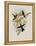 Purple-Throated Hummingbird, Oreopyra Calol?ma-John Gould-Framed Premier Image Canvas