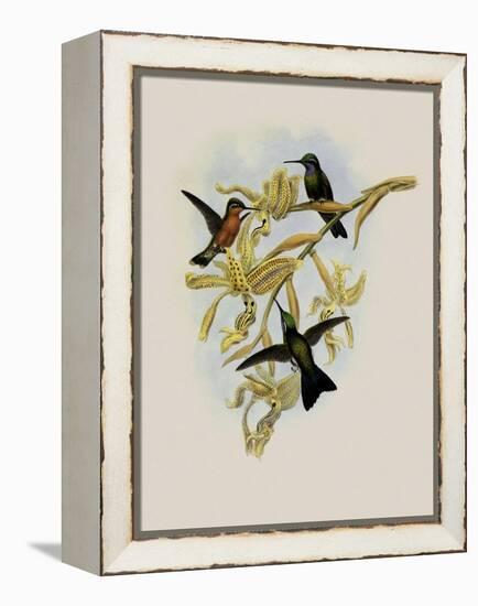 Purple-Throated Hummingbird, Oreopyra Calol?ma-John Gould-Framed Premier Image Canvas