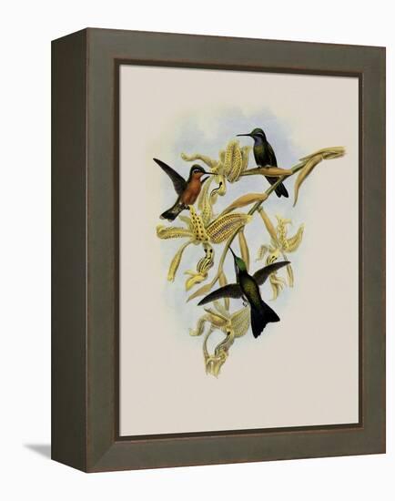 Purple-Throated Hummingbird, Oreopyra Calol?ma-John Gould-Framed Premier Image Canvas