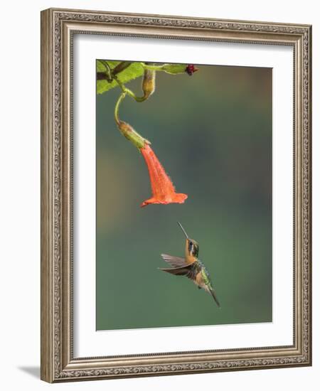 Purple-throated mountain gem, Atlantic Rainforest, Costa Rica-Melvin Grey-Framed Photographic Print