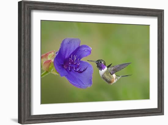 Purple-Throated Woodstar Hummingbird (Calliphlox Mitchellii) Flying to Garden Flower-Melvin Grey-Framed Photographic Print