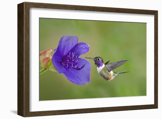 Purple-Throated Woodstar Hummingbird (Calliphlox Mitchellii) Flying to Garden Flower-Melvin Grey-Framed Photographic Print