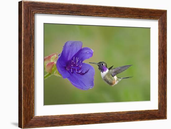 Purple-Throated Woodstar Hummingbird (Calliphlox Mitchellii) Flying to Garden Flower-Melvin Grey-Framed Photographic Print