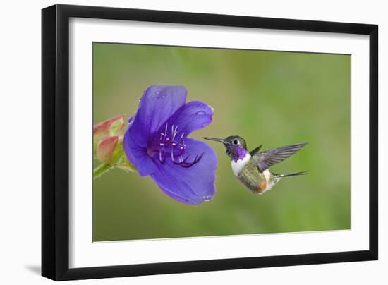 Purple-Throated Woodstar Hummingbird (Calliphlox Mitchellii) Flying to Garden Flower-Melvin Grey-Framed Photographic Print