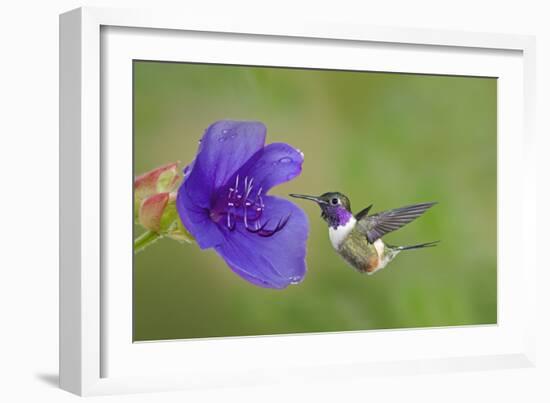 Purple-Throated Woodstar Hummingbird (Calliphlox Mitchellii) Flying to Garden Flower-Melvin Grey-Framed Photographic Print