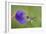 Purple-Throated Woodstar Hummingbird (Calliphlox Mitchellii) Flying to Garden Flower-Melvin Grey-Framed Photographic Print