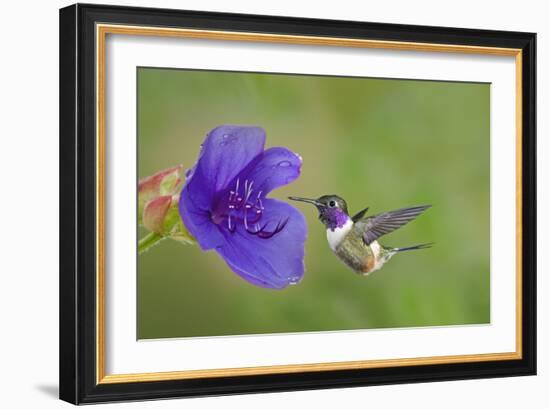 Purple-Throated Woodstar Hummingbird (Calliphlox Mitchellii) Flying to Garden Flower-Melvin Grey-Framed Photographic Print