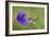 Purple-Throated Woodstar Hummingbird (Calliphlox Mitchellii) Flying to Garden Flower-Melvin Grey-Framed Photographic Print