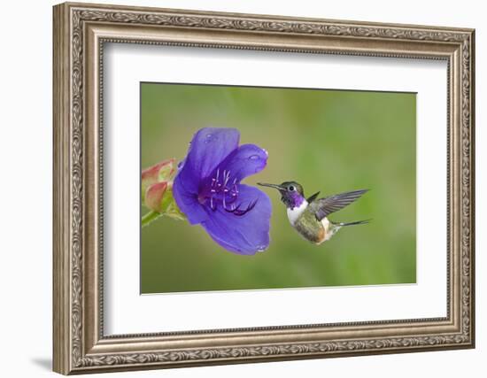 Purple-Throated Woodstar Hummingbird (Calliphlox Mitchellii) Flying to Garden Flower-Melvin Grey-Framed Photographic Print