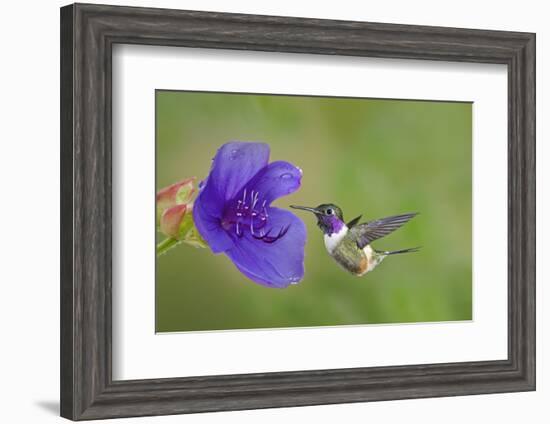 Purple-Throated Woodstar Hummingbird (Calliphlox Mitchellii) Flying to Garden Flower-Melvin Grey-Framed Photographic Print