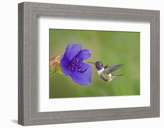 Purple-Throated Woodstar Hummingbird (Calliphlox Mitchellii) Flying to Garden Flower-Melvin Grey-Framed Photographic Print