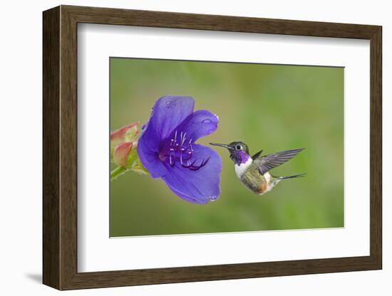 Purple-Throated Woodstar Hummingbird (Calliphlox Mitchellii) Flying to Garden Flower-Melvin Grey-Framed Photographic Print