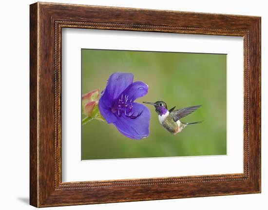 Purple-Throated Woodstar Hummingbird (Calliphlox Mitchellii) Flying to Garden Flower-Melvin Grey-Framed Photographic Print