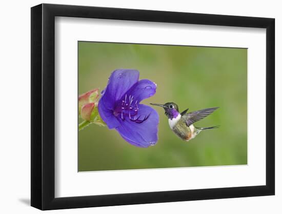 Purple-Throated Woodstar Hummingbird (Calliphlox Mitchellii) Flying to Garden Flower-Melvin Grey-Framed Photographic Print